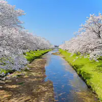 Deretan pohon sakura di sepanjang Sungai Tamatsukawa
