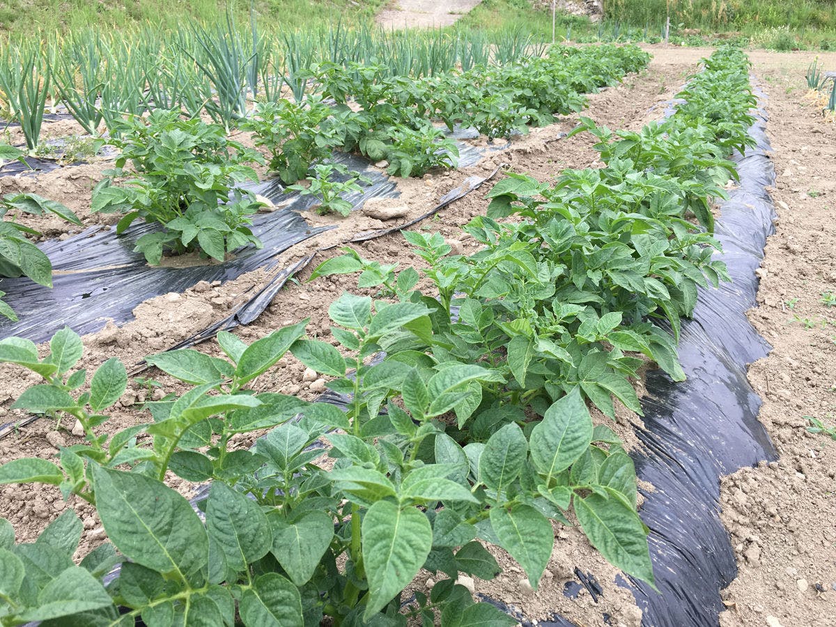 สวนผักของตัวเอง