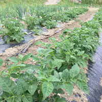 สวนผักของตัวเอง