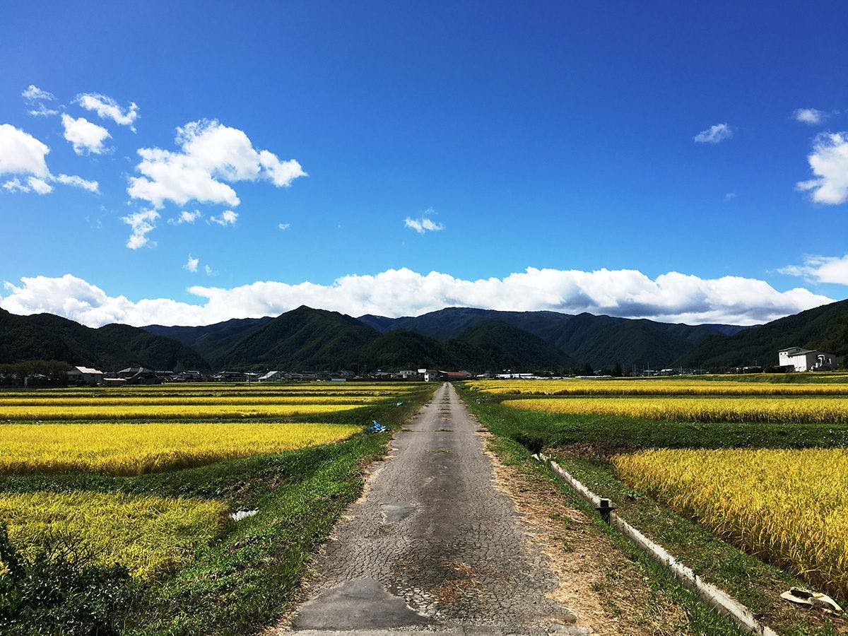 ◆【บริเวณใกล้เคียง】บิฮาระและทุ่งนา (ฤดูใบไม้ร่วง)