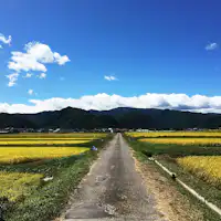 ◆【บริเวณใกล้เคียง】บิฮาระและทุ่งนา (ฤดูใบไม้ร่วง)