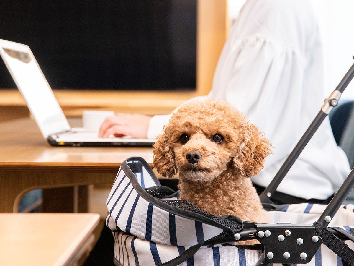 *【1樓咖啡廳】與寵物一起工作度假