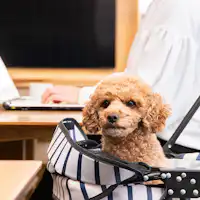 *【1층 카페】반려동물과 워케이션