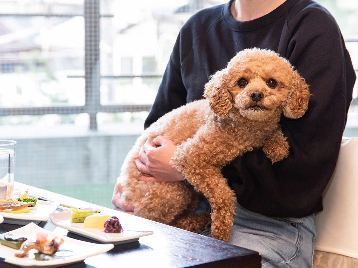 *【攜帶寵物一起在房間用餐】