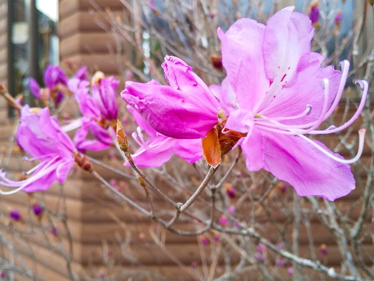 ดอกอาซาเลียสามใบที่บานในสวน