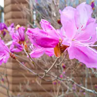 ดอกอาซาเลียสามใบที่บานในสวน