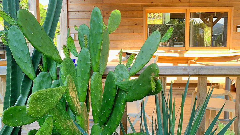 Tabist Pumping Surf