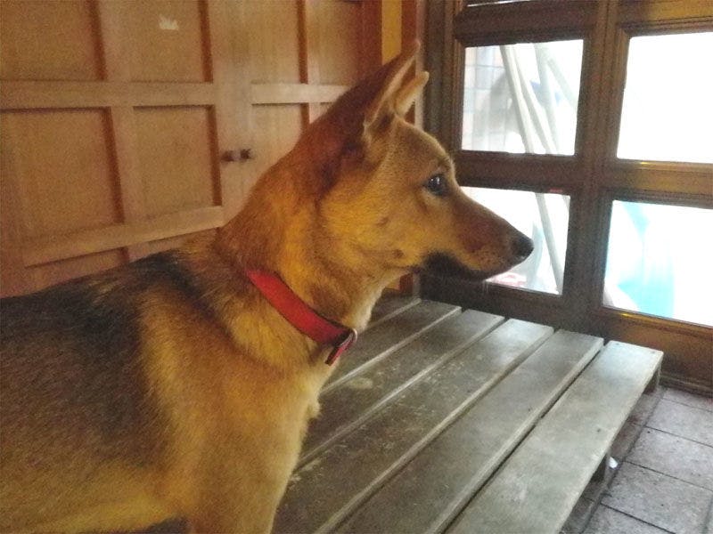 สุนัขป้ายชื่อยูกิ