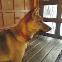 สุนัขป้ายชื่อยูกิ