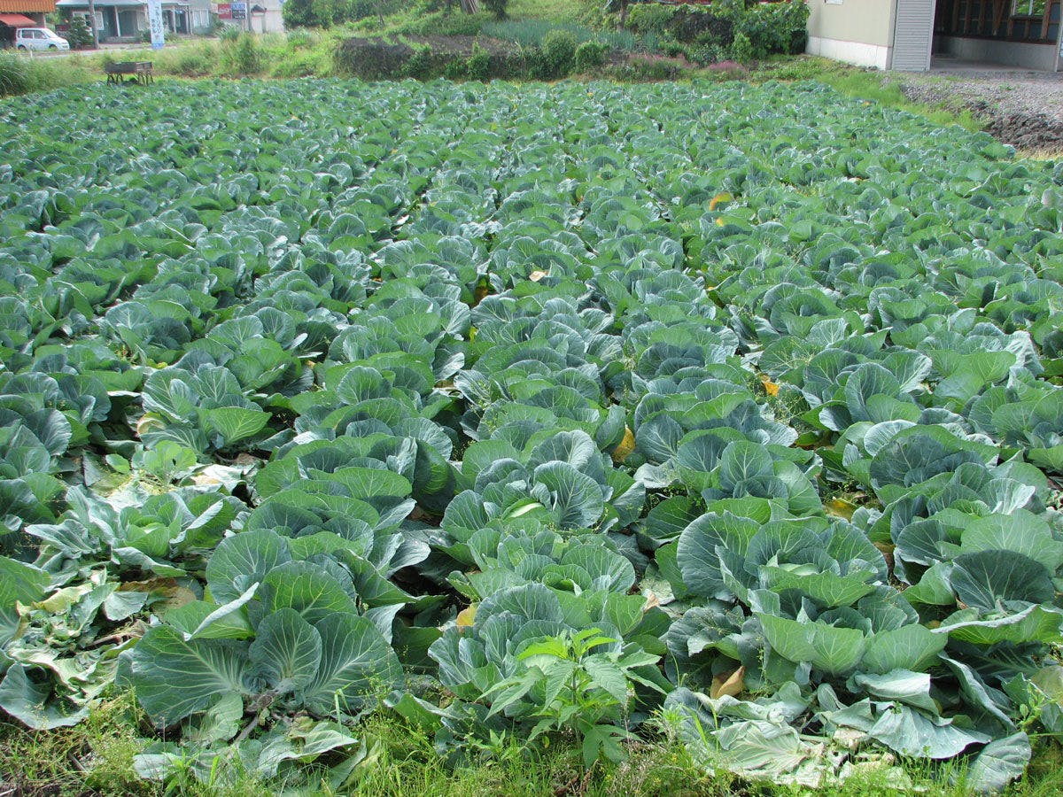Kogen-tei