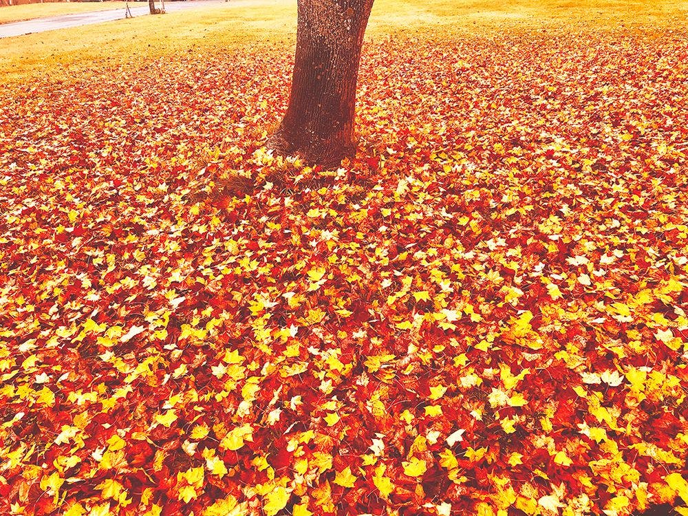Appi Life is Beautiful