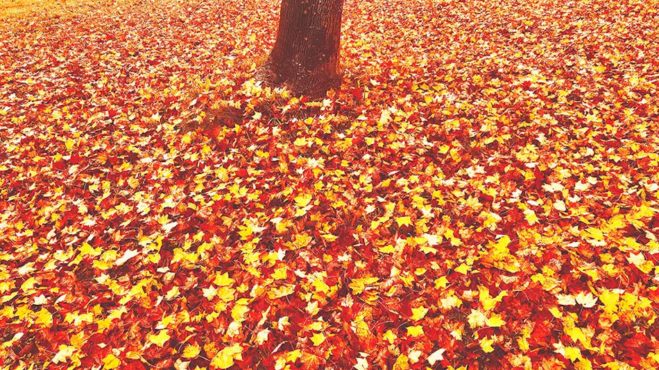 Appi Life is Beautiful