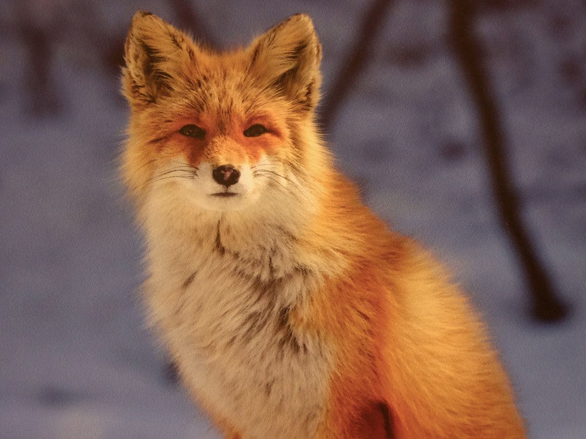 #สัมผัสธรรมชาติและชมสัตว์ที่บิเอ이