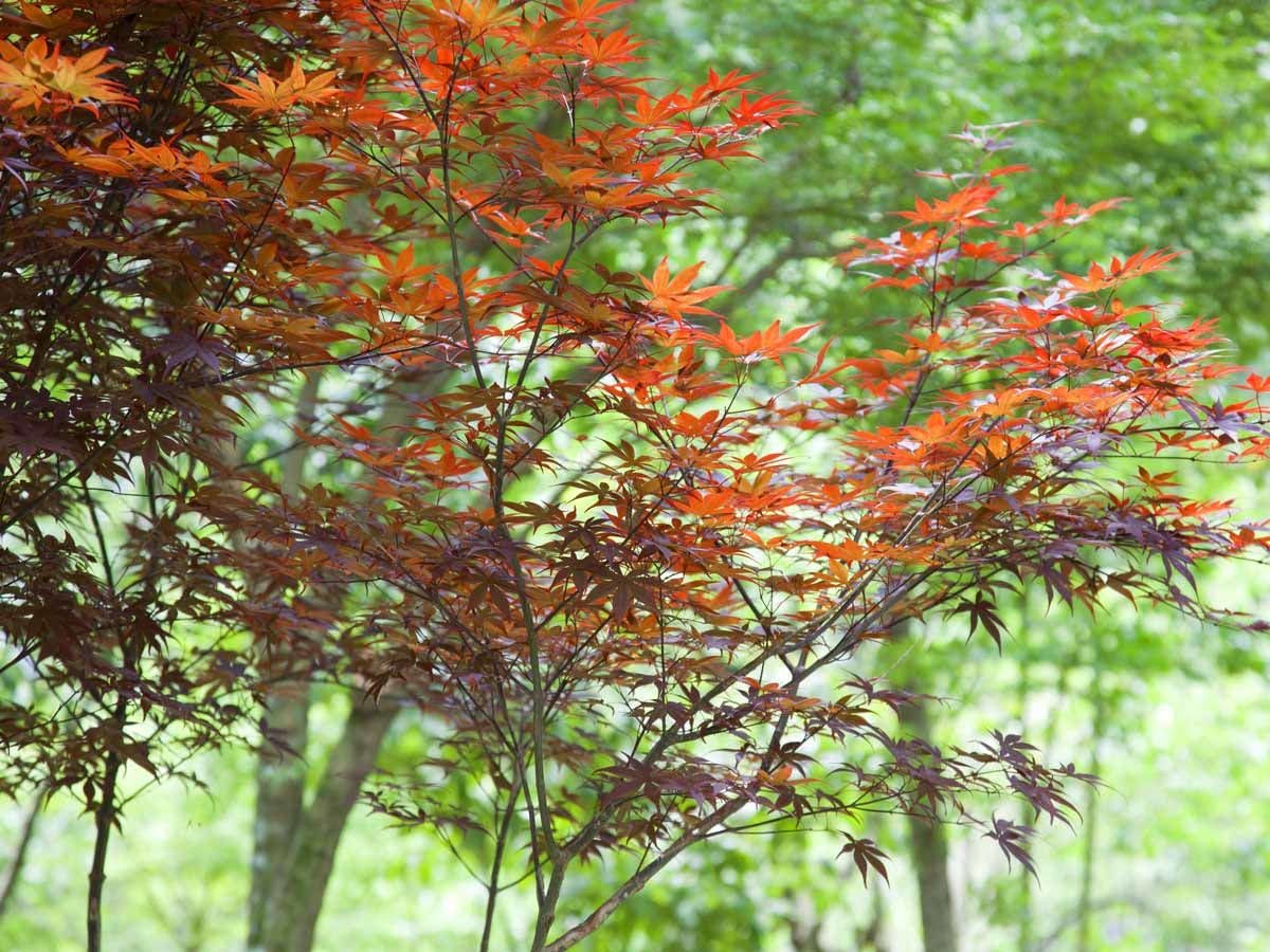 Seasonal Cuisine and Hot Springs Inn Tokiwaso