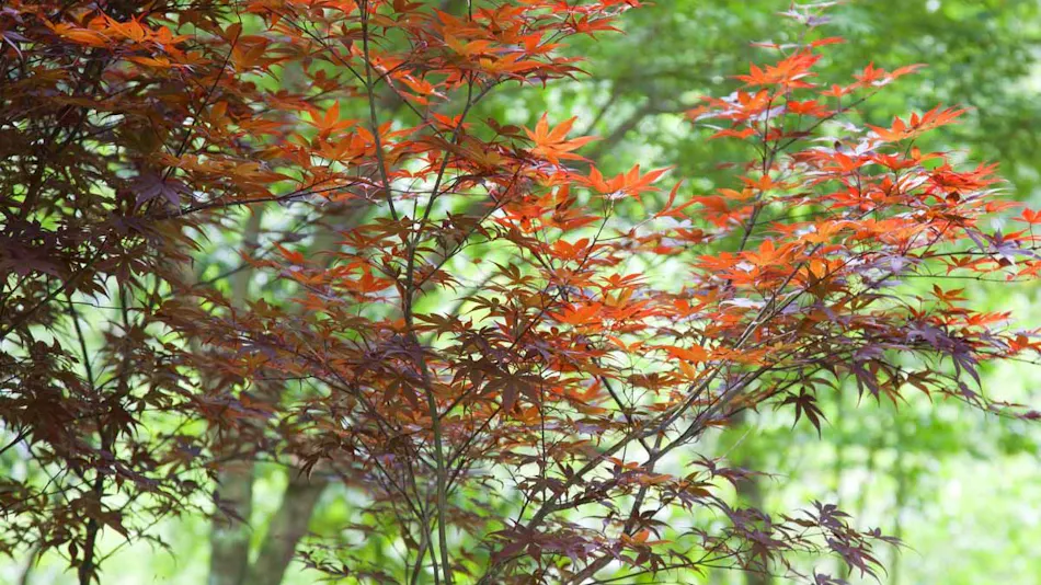 Seasonal Cuisine and Hot Springs Inn Tokiwaso