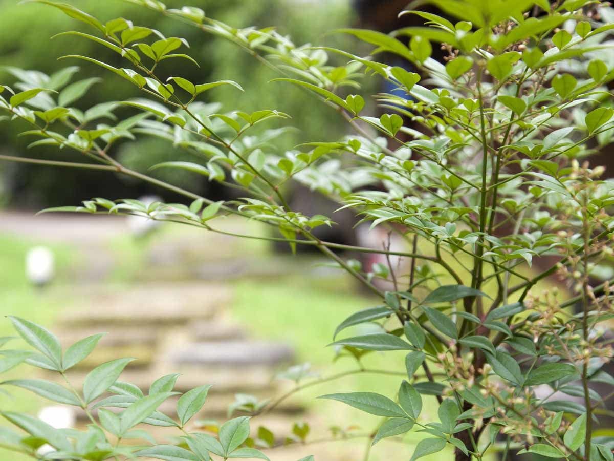Seasonal Cuisine and Hot Springs Inn Tokiwaso