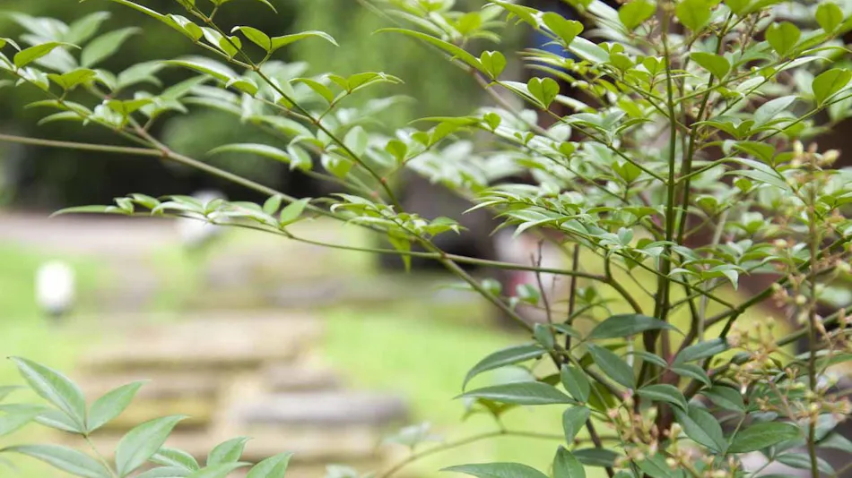 Seasonal Cuisine and Hot Springs Inn Tokiwaso