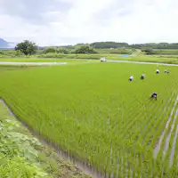 Sawah pribadi