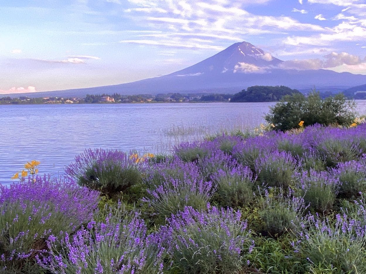 ลาเวนเดอร์ที่สวยงามและภูเขาไฟฟูจิ