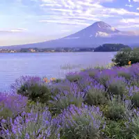 ลาเวนเดอร์ที่สวยงามและภูเขาไฟฟูจิ