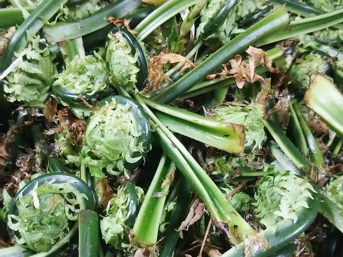 Wild vegetable picking experience