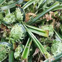 Wild vegetable picking experience