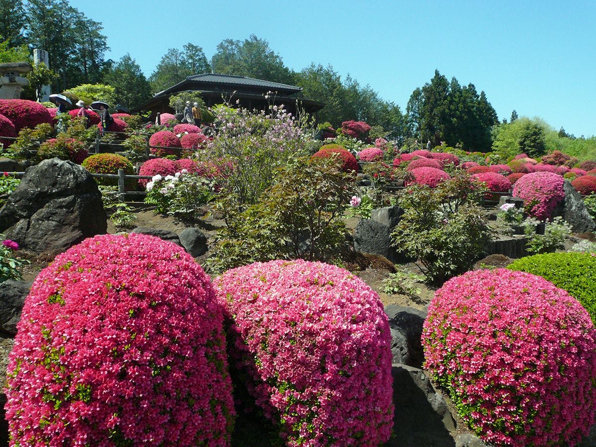 富士牡丹园
