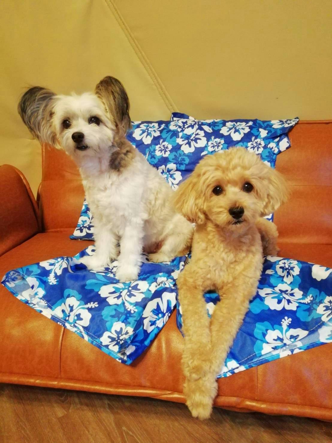 Anjing juga boleh menginap.