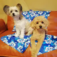 Anjing juga boleh menginap.