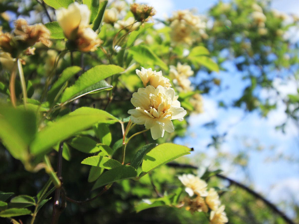 移り変わる季節の植物をお楽しみ下さい。