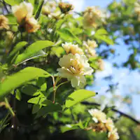 移り変わる季節の植物をお楽しみ下さい。