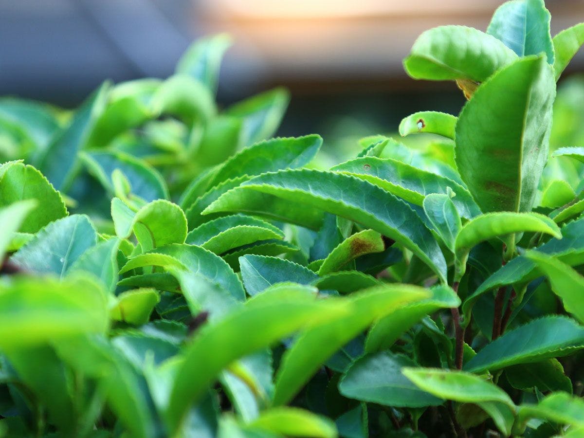 【ไร่ชา】ไร่ชาที่เป็นของที่พัก