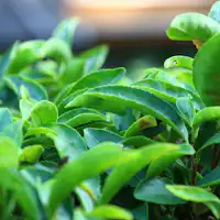 【Kebun Teh】Kebun teh milik penginapan kami