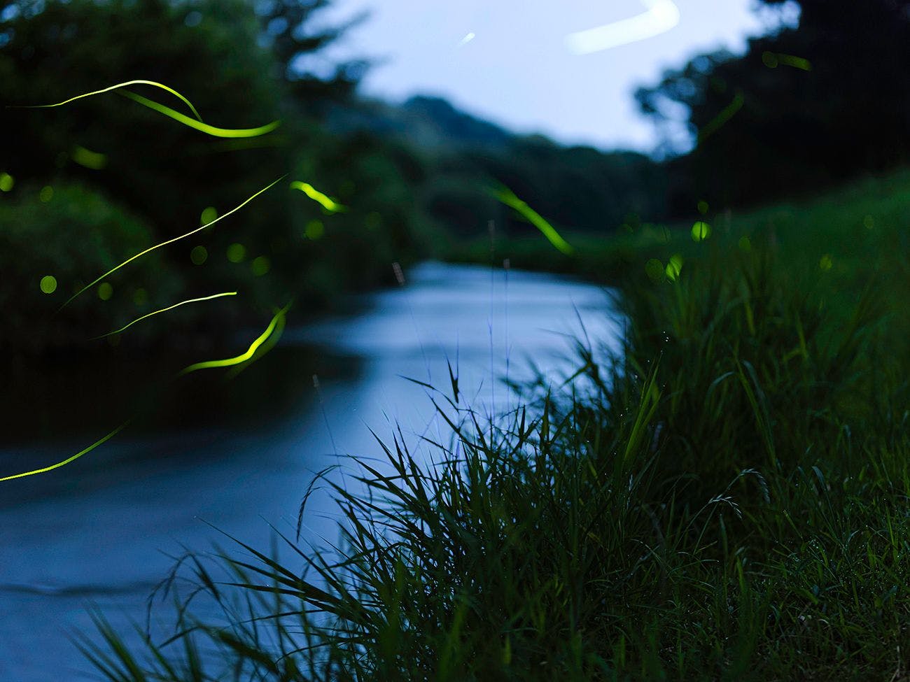 강가에서 볼 수 있는 반딧불이의 춤사위 (참고 이미지)