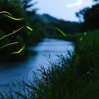 강가에서 볼 수 있는 반딧불이의 춤사위 (참고 이미지)
