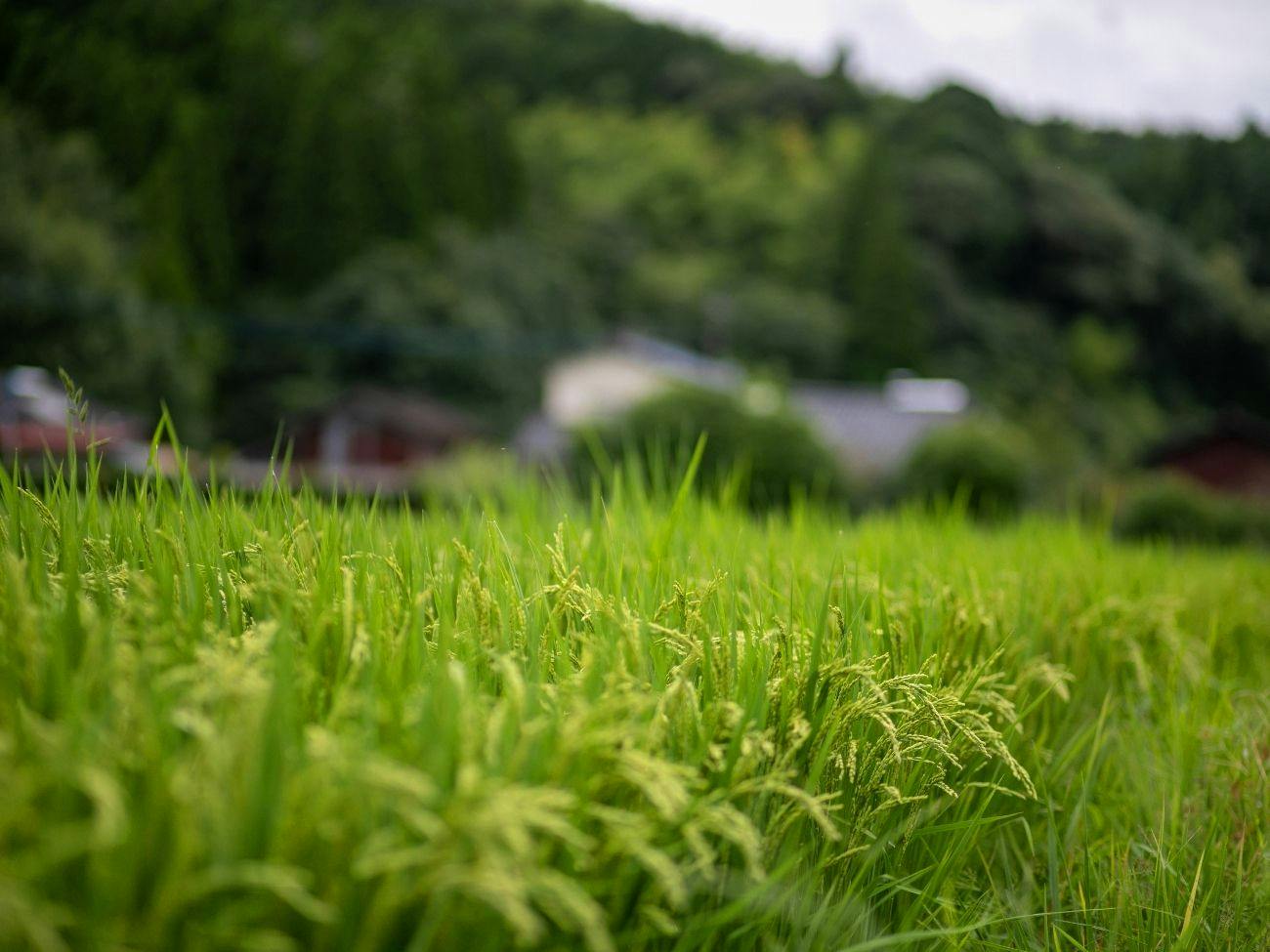 Yamae Onsen Hotaru