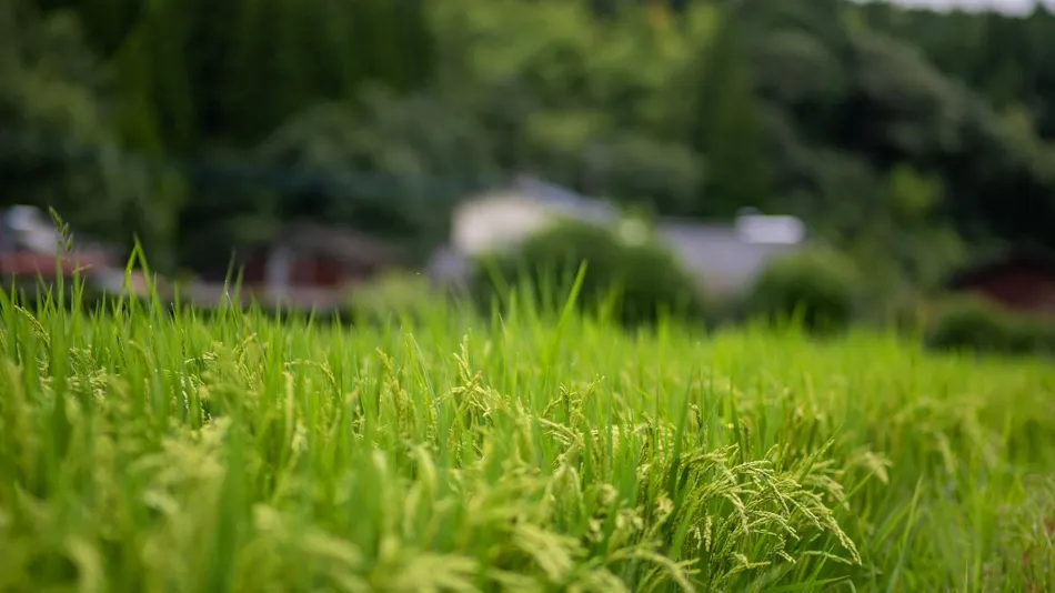 Yamae Onsen Hotaru