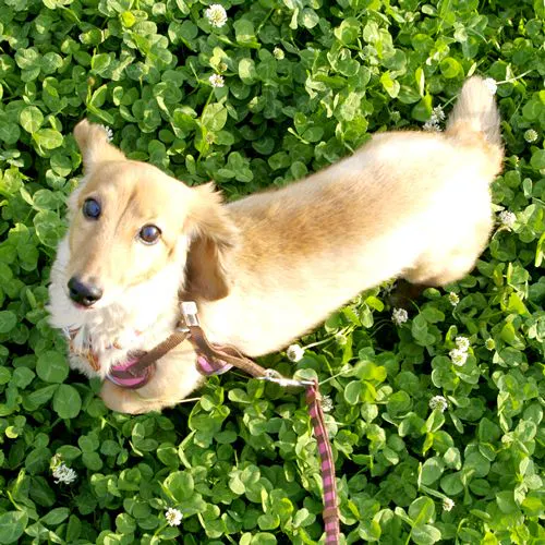 Menginap bersama anjing kesayangan Anda!