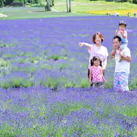 สวนลาเวนเดอร์ทัมบาระ