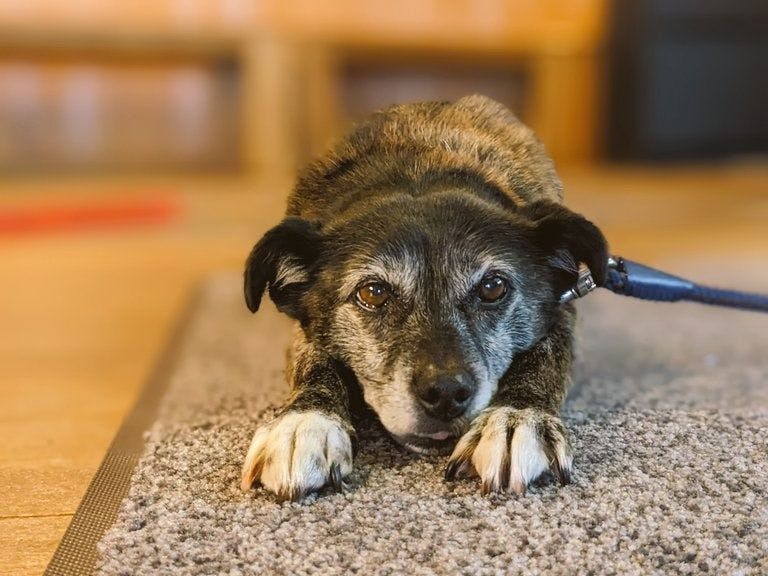 สุนัขมาสคอต/แชปปี้