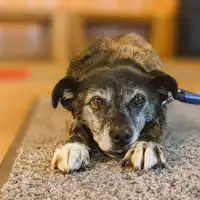 สุนัขมาสคอต/แชปปี้