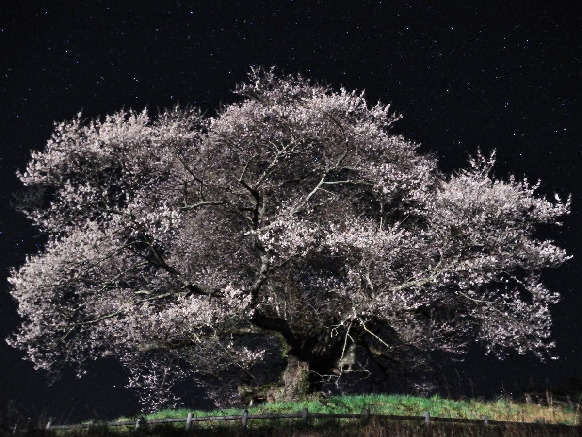 *สถานที่ท่องเที่ยวใกล้เคียง/วัดอามาเทราสุ_ต้นซากุระร้องไห้