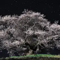 *สถานที่ท่องเที่ยวใกล้เคียง/วัดอามาเทราสุ_ต้นซากุระร้องไห้