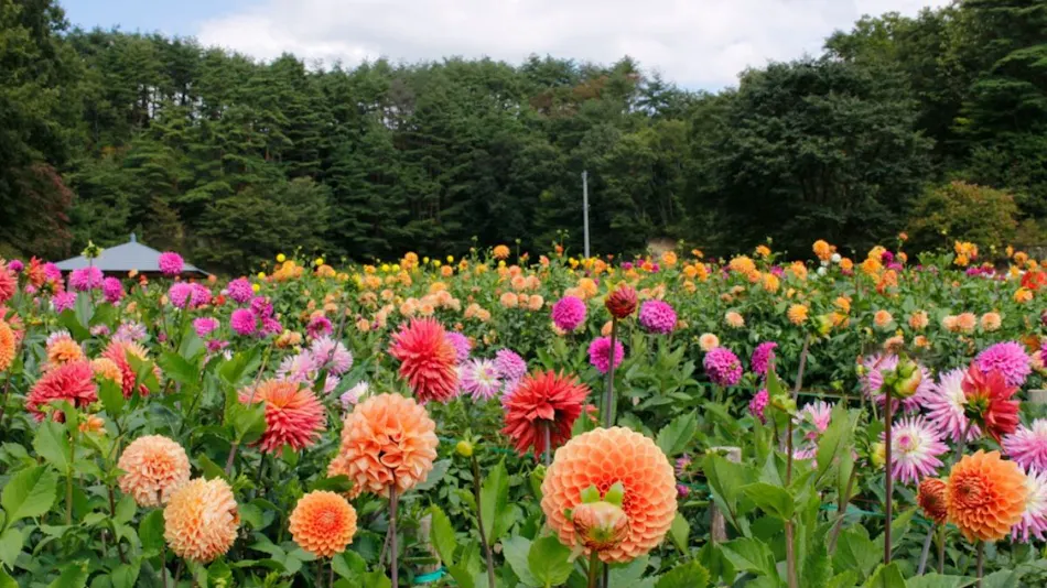 Hanawa Yugimata Onsen Yuyu Land Hanawa