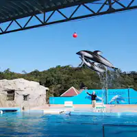 พิพิธภัณฑ์สัตว์น้ำชิโมดะ ใช้เวลา 10 นาทีโดยรถยนต์