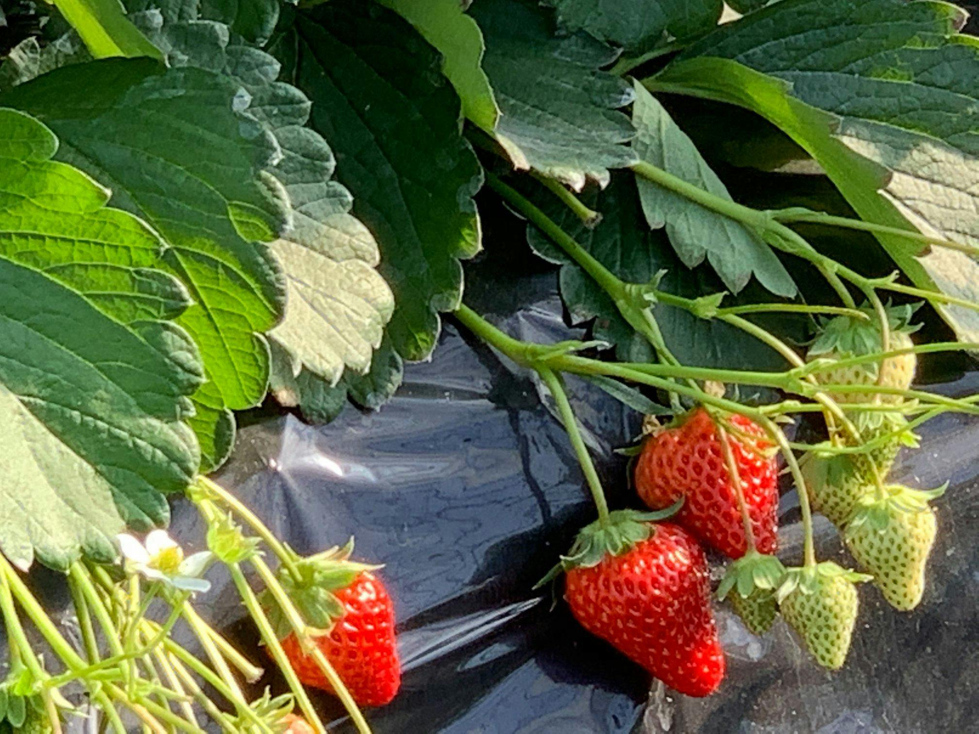 การเก็บสตรอว์เบอร์รี