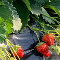 การเก็บสตรอว์เบอร์รี