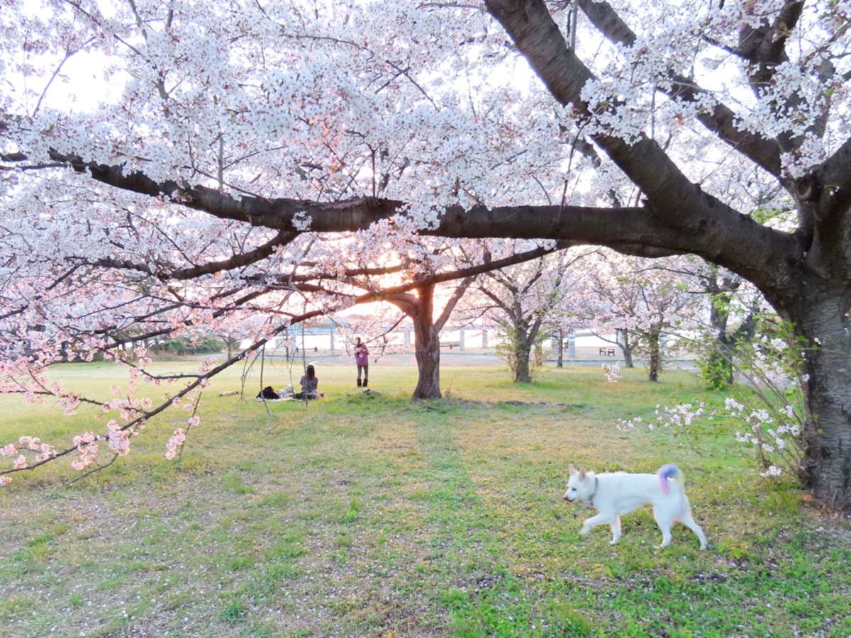 Bersama anjing kesayangan menikmati bunga!