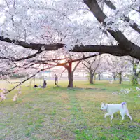 Bersama anjing kesayangan menikmati bunga!