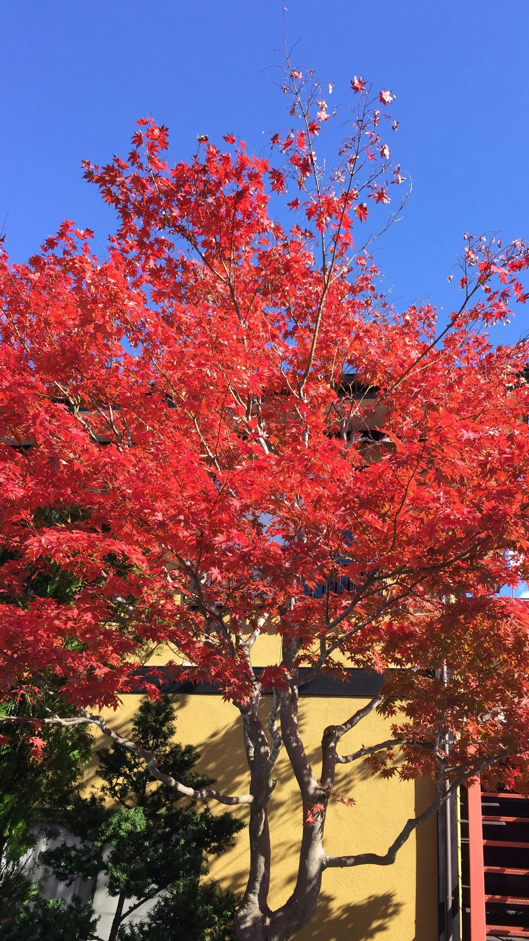 ต้นเมเปิ้ลข้างทางเข้า